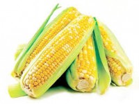 Полезные свойства кукурузы и противопоказания к употреблению