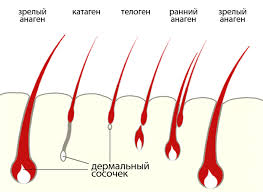 Жизненный цикл волоса