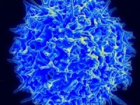 Исследование смертельного заболевания помогло найти новое лекарство от рака