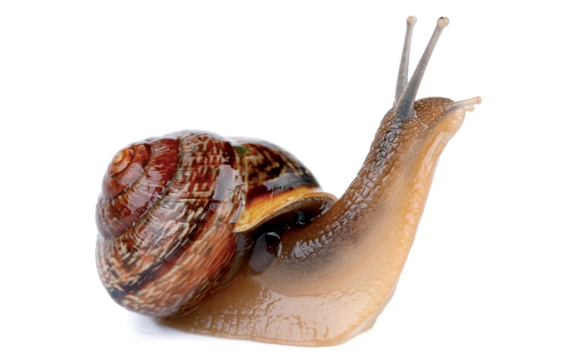 snail_3